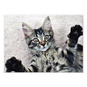 Cute Kitten Photo Print Foto Afdruk
