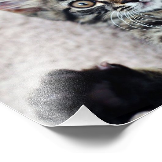 Cute Kitten Photo Print Foto Afdruk (Hoek)