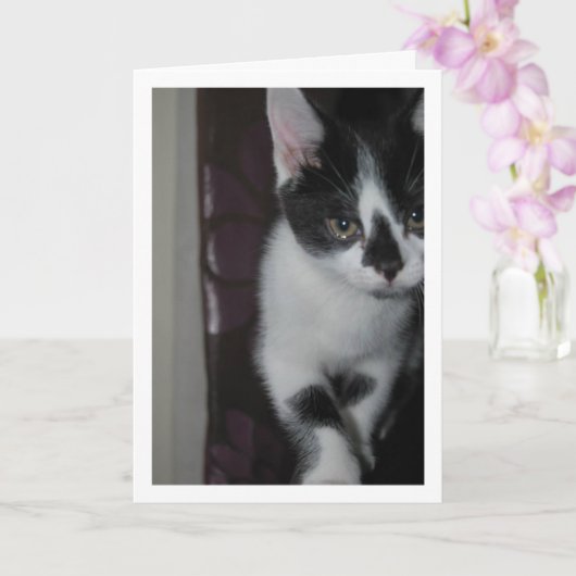Cute Kitten Portrait Kaart (Orchidee)