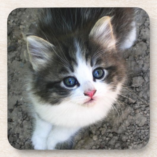 CUTE Kitten Portret Drankjes Onderzetter (Voorkant)