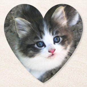 CUTE Kitten Portret Kartonnen Onderzetters