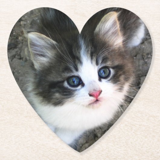 CUTE Kitten Portret Kartonnen Onderzetters (Voorkant)