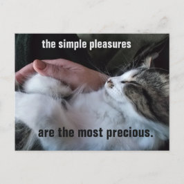 Cute Kitten Quote Simple Plezier  Briefkaart