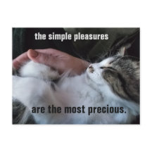 Cute Kitten Quote Simple Plezier 