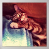 Cute kitten slapen poster (Voorkant)