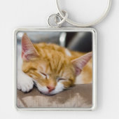 Cute Kitten Sleutelhanger (Voorkant)