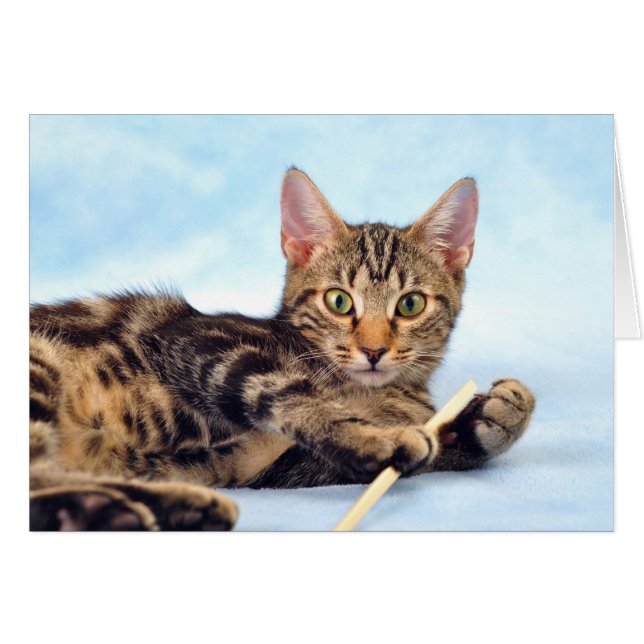 Cute kitten spelen (Voorkant Horizontaal)