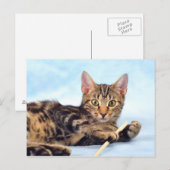 Cute kitten spelen briefkaart (Voorkant / Achterkant)