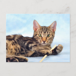Cute kitten spelen briefkaart