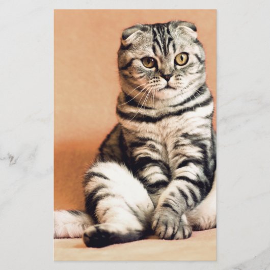 Cute Kitten Sprawout Briefpapier (Voorkant)