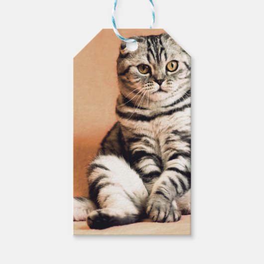 Cute Kitten Sprawout Cadeaulabel (Voorkant)