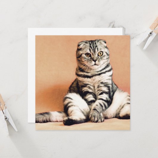 Cute Kitten Sprawout Kaart (Voorkant / Achterkant in situ)