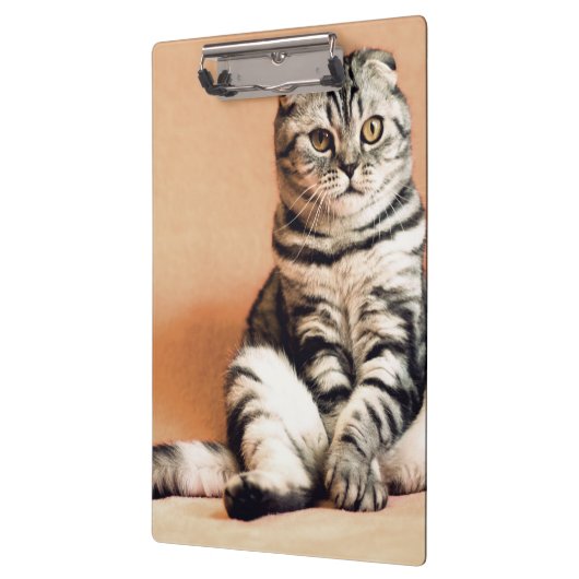 Cute Kitten Sprawout Klembord (Links)