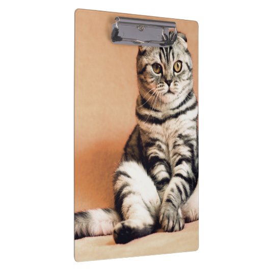 Cute Kitten Sprawout Klembord (Rechts)