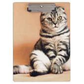 Cute Kitten Sprawout Klembord (Voorkant)