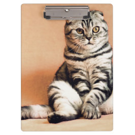 Cute Kitten Sprawout Klembord