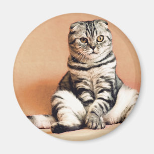 Cute Kitten Sprawout Magneet