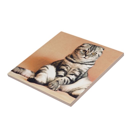 Cute Kitten Sprawout Tegeltje (Zijkant)