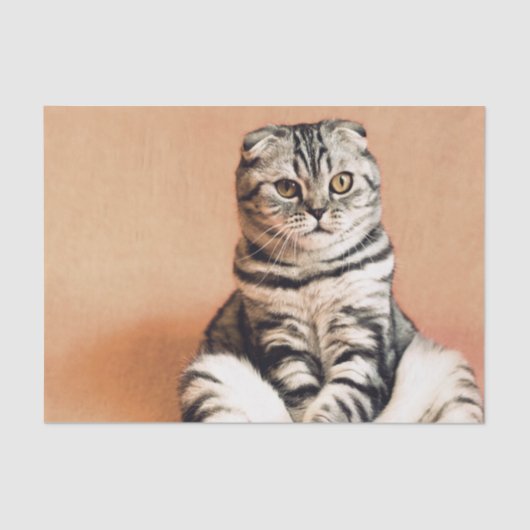 Cute Kitten Sprawout Tissuepapier (Voorkant)