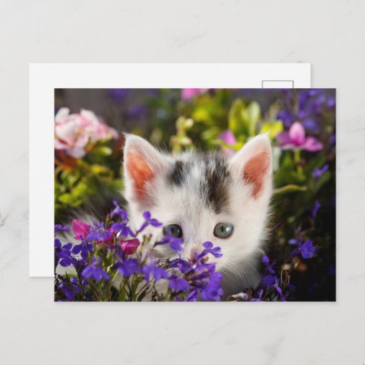 Cute Kitten Spring Briefkaart (Voorkant / Achterkant)