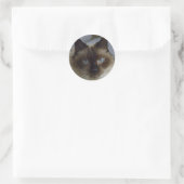 Cute Kitten Stickers (Tas)