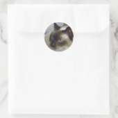 Cute Kitten Stickers (Tas)