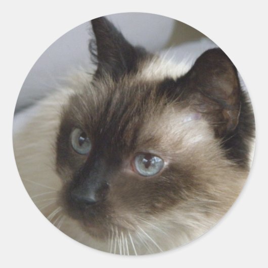 Cute Kitten Stickers (Voorkant)