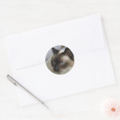 Cute Kitten Stickers (Envelop)