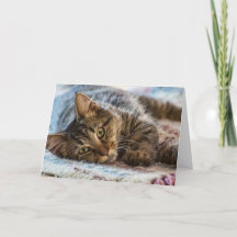 Cute Kitten Thinking of You Wenskaart