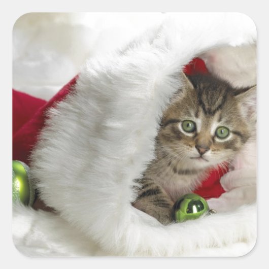 Cute Kitten Vierkante Sticker (Voorkant)