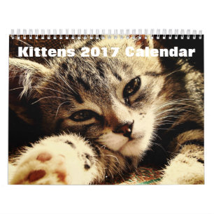 Cute Kittens 2017 Kalender