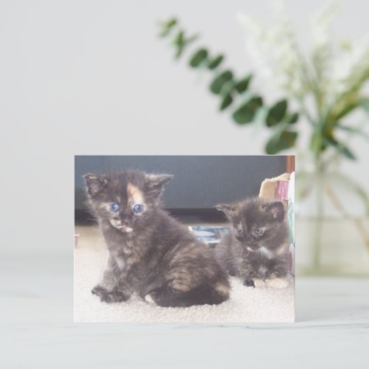 Cute Kittens Briefkaart (Staand voorkant)