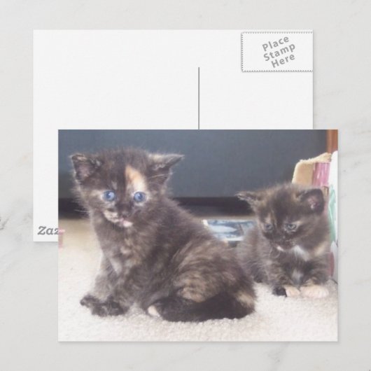 Cute Kittens Briefkaart (Voorkant / Achterkant)