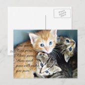 Cute Kittens Briefkaart (Voorkant / Achterkant)