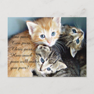 Cute Kittens Briefkaart