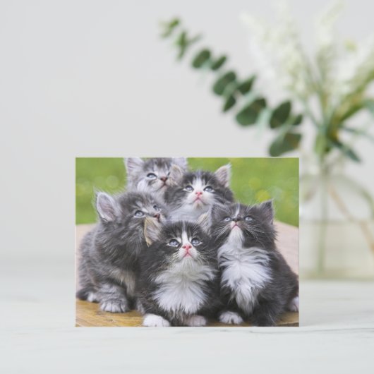 Cute kittens briefkaart (Staand voorkant)
