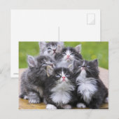 Cute kittens briefkaart (Voorkant / Achterkant)