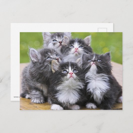 Cute kittens briefkaart (Voorkant / Achterkant)