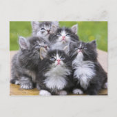 Cute kittens briefkaart (Voorkant)