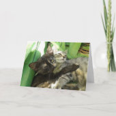 Cute Kittens Cuddling - blanco kaart (Voorkant)