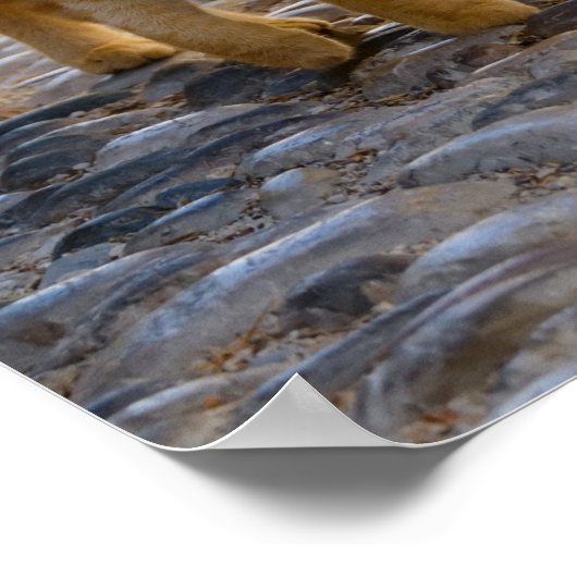 Cute Kittens Friends Walk the Same Path Photo - Poster (Hoek)