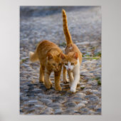 Cute Kittens Friends Walk the Same Path Photo - Poster (Voorkant)