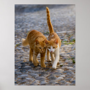 Cute Kittens Friends Walk the Same Path Photo - Poster