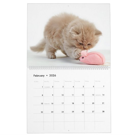Cute Kittens Kalender (Feb 2026)