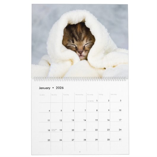 Cute Kittens Kalender (Jan 2026)