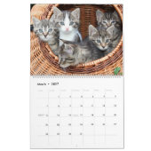Cute Kittens Kalender (Mar 2027)