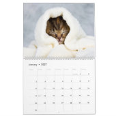 Cute Kittens Kalender (Jan 2027)
