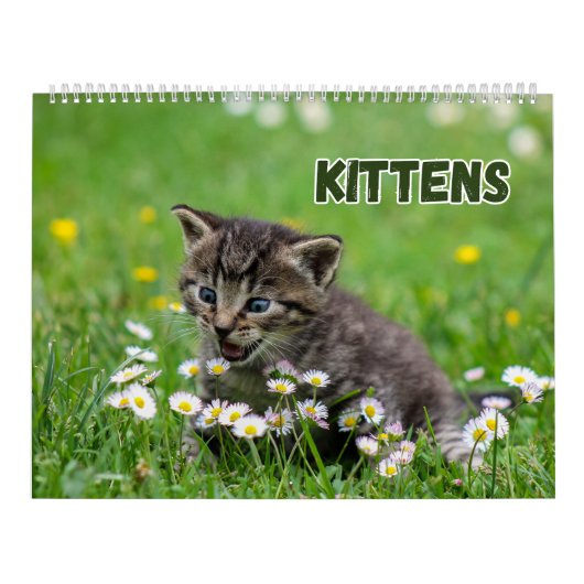 Cute Kittens Kalender (Hoes)
