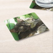 Cute kittens kuddling kartonnen onderzetters (Schuin)