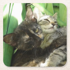 Cute kittens kuddling kartonnen onderzetters